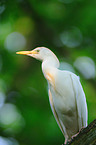 cattle egret