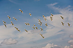 cattle egret