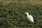 Cattle egret