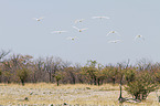 cattle egret