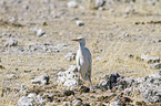 cattle egret