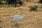 cattle egret