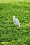 walking Cattle Egret
