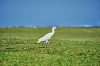 walking Cattle Egret