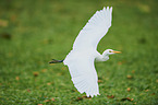 flying Cattle Egret