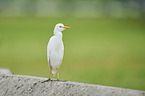 standing Cattle Egret