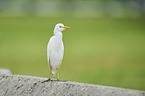 standing Cattle Egret