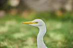 Cattle Egret portrait