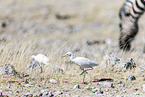 cattle egret