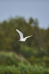 cattle egret