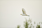 cattle egret