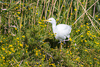 Western cattle egret