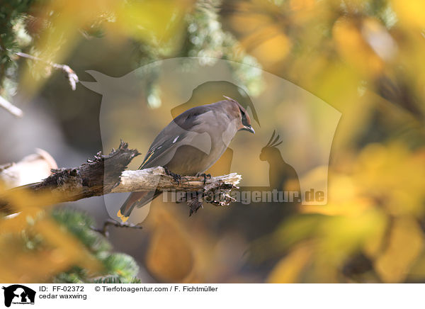 Zedernseidenschwanz / cedar waxwing / FF-02372