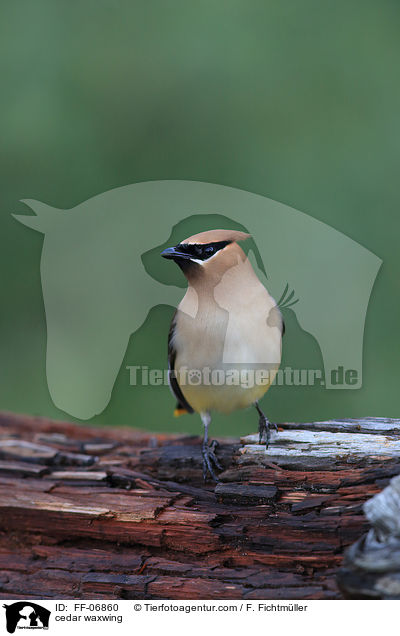 Zedernseidenschwanz / cedar waxwing / FF-06860