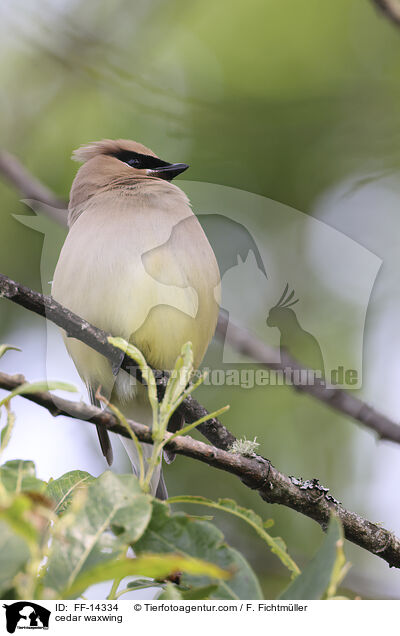 Zedernseidenschwanz / cedar waxwing / FF-14334