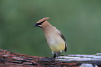 cedar waxwing