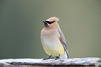 cedar waxwing