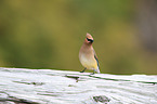 cedar waxwing