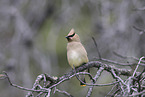 cedar waxwing