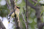 cedar waxwing