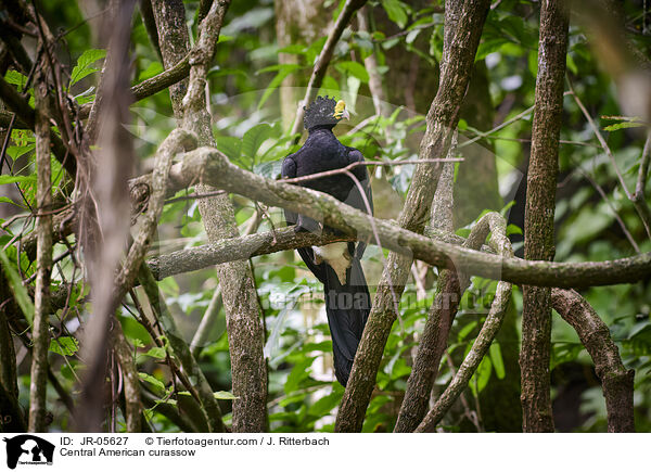 Tuberkelhokko / Central American curassow / JR-05627