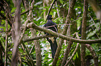 Central American curassow