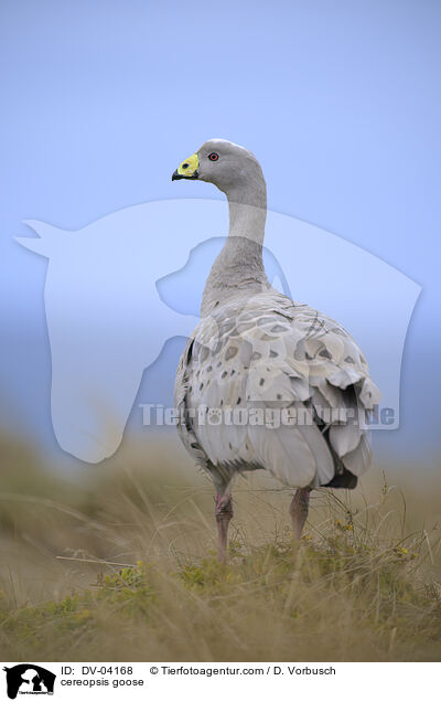 Hhnergans / cereopsis goose / DV-04168