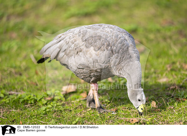 Hhnergans / Cape Barren goose / DMS-12022