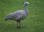 Cape Barren Goose