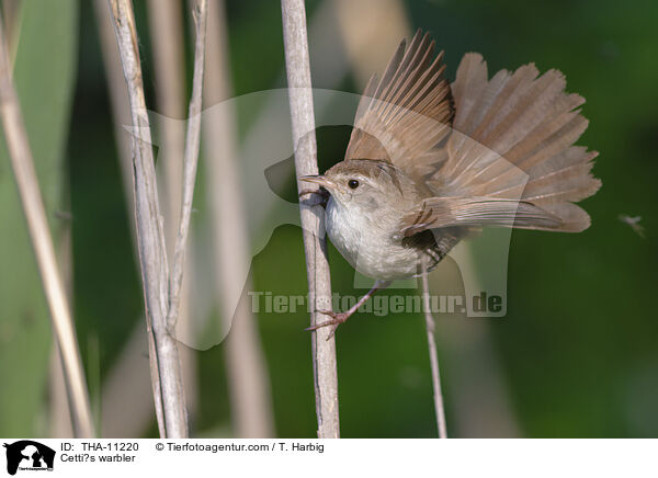 Seidensnger / Cetti?s warbler / THA-11220