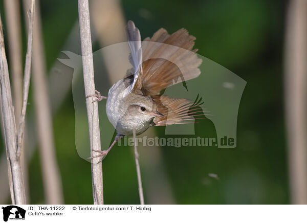 Seidensnger / Cetti?s warbler / THA-11222
