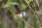 Cetti?s warbler