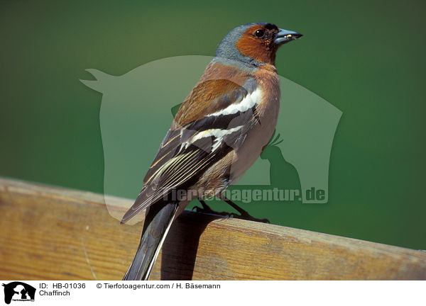 Buchfink / Chaffinch / HB-01036