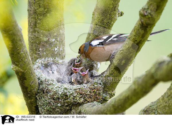 Buchfinken Nest / chaffinch nest / WS-02316