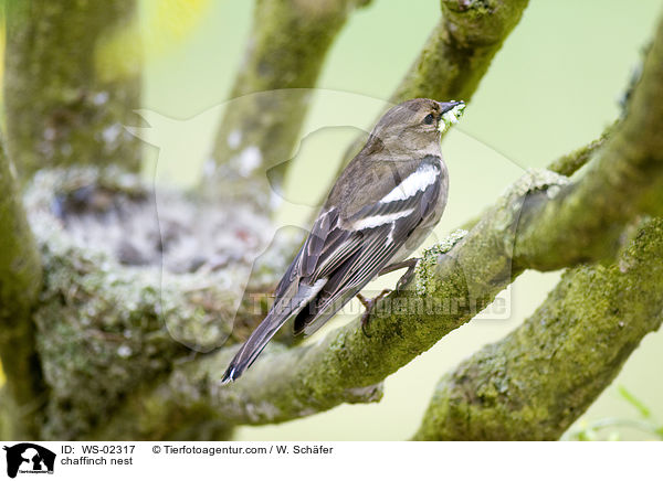 Buchfinken Nest / chaffinch nest / WS-02317