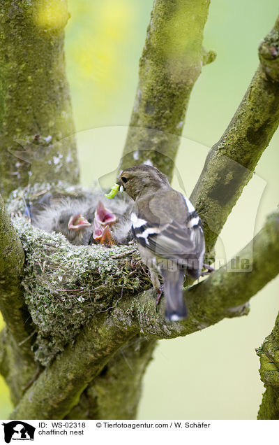 Buchfinken Nest / chaffinch nest / WS-02318