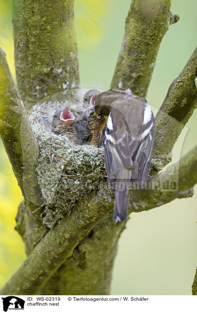 chaffinch nest / WS-02319