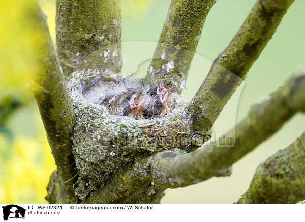 Buchfinken Nest / chaffinch nest / WS-02321