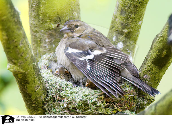 Buchfinken Nest / chaffinch nest / WS-02322