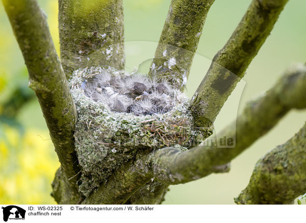 Buchfinken Nest / chaffinch nest / WS-02325