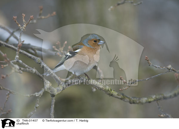 chaffinch / THA-01407
