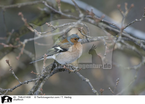 Buchfink / chaffinch / THA-01408