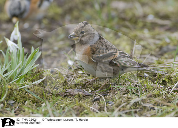 Buchfink / common chaffinch / THA-02621