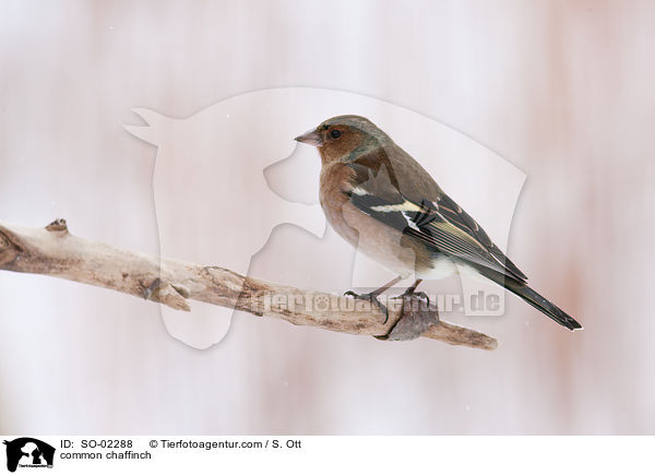 Buchfink / common chaffinch / SO-02288