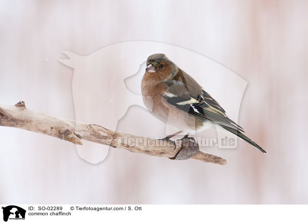 Buchfink / common chaffinch / SO-02289