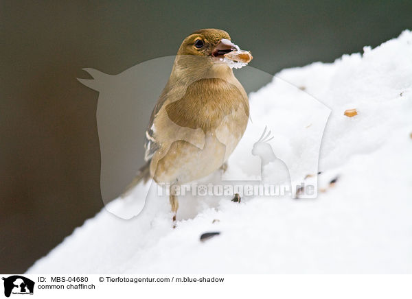 Buchfink / common chaffinch / MBS-04680