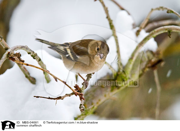common chaffinch / MBS-04681