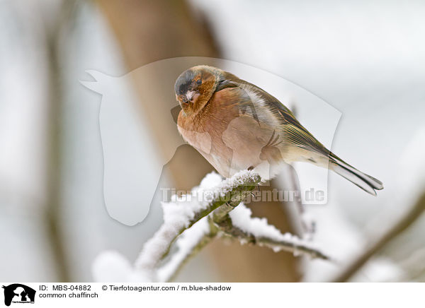 common chaffinch / MBS-04882