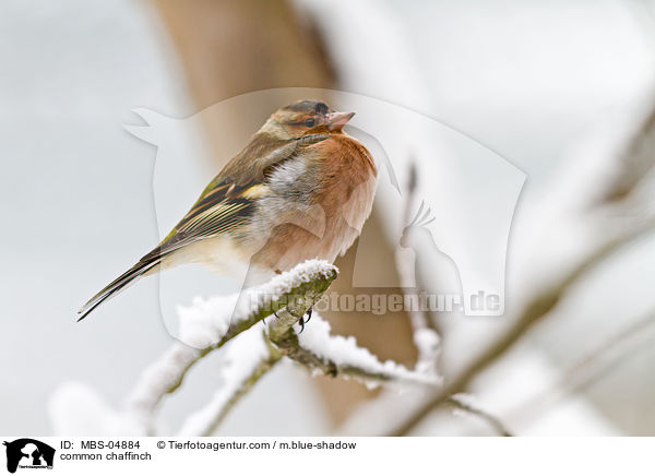 common chaffinch / MBS-04884