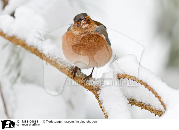 common chaffinch / MBS-04888